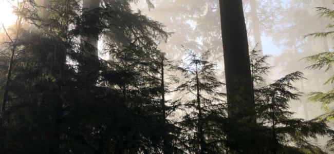 Responsible Forest Management Supplies Us with Timber Today…and Tomorrow