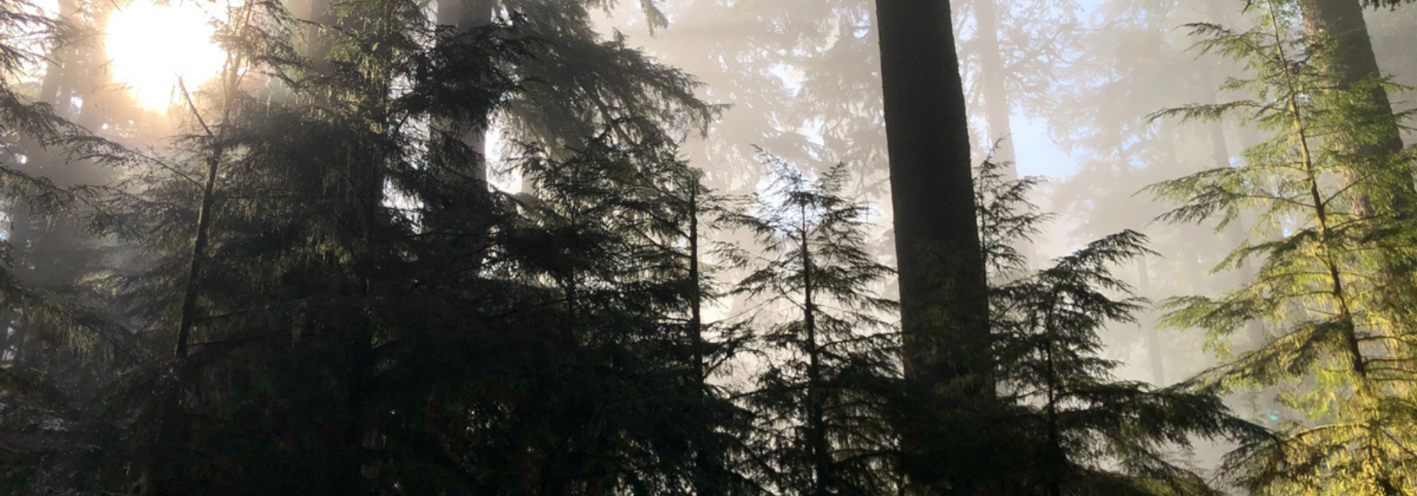 Responsible Forest Management Supplies Us with Timber Today…and Tomorrow