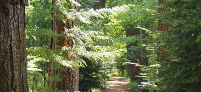 6 Reasons Why Douglas Fir Is Ideal for Heavy Timber Construction