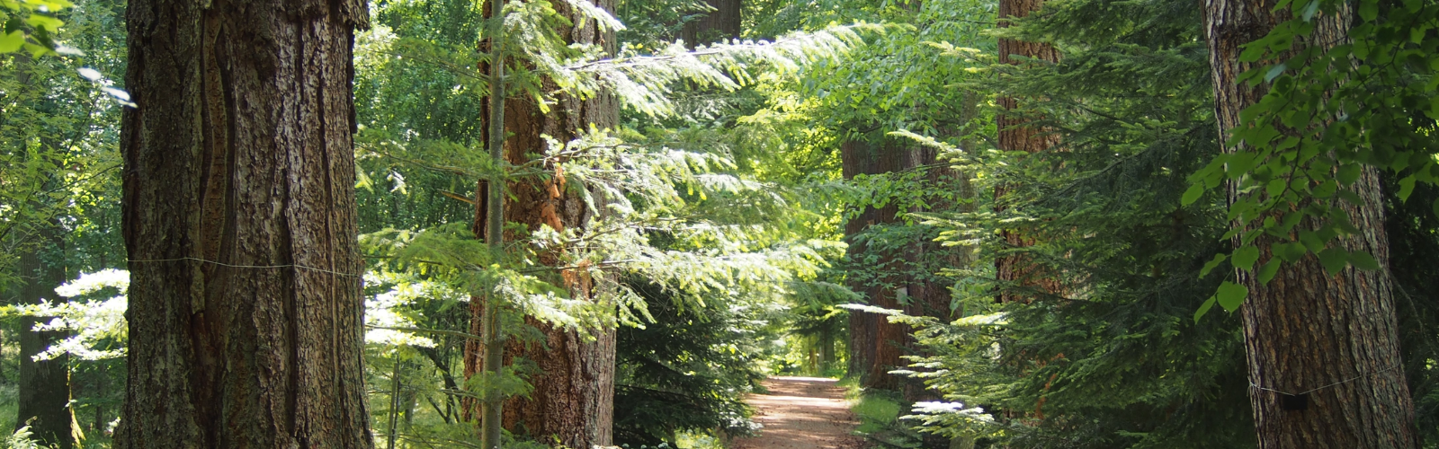 6 Reasons Why Douglas Fir Is Ideal for Heavy Timber Construction